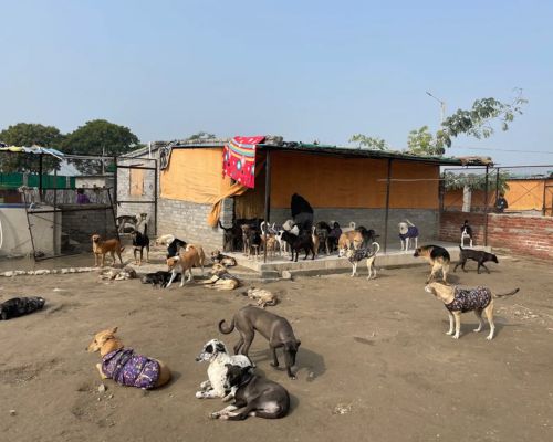Animal Shelter Fund - Bhoori Foundation bhoori foundation animal shelter expansion