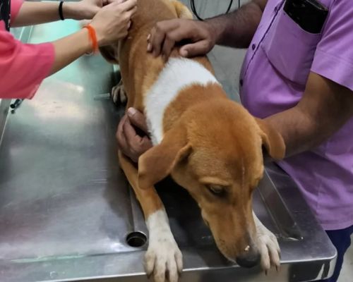 bhoori foundation sterlisation campaign